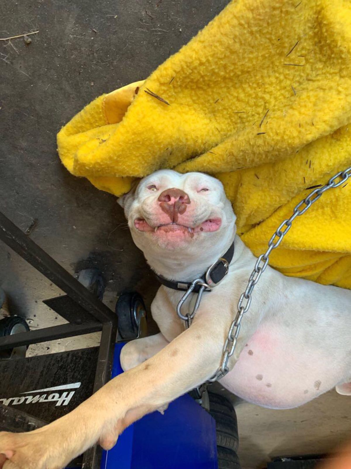 white pitbull laying by a yellow blanket and looking like it's smiling