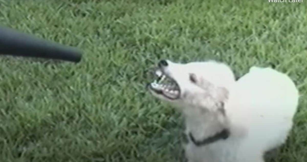 white poodle getting the face blown back with a leaf blower
