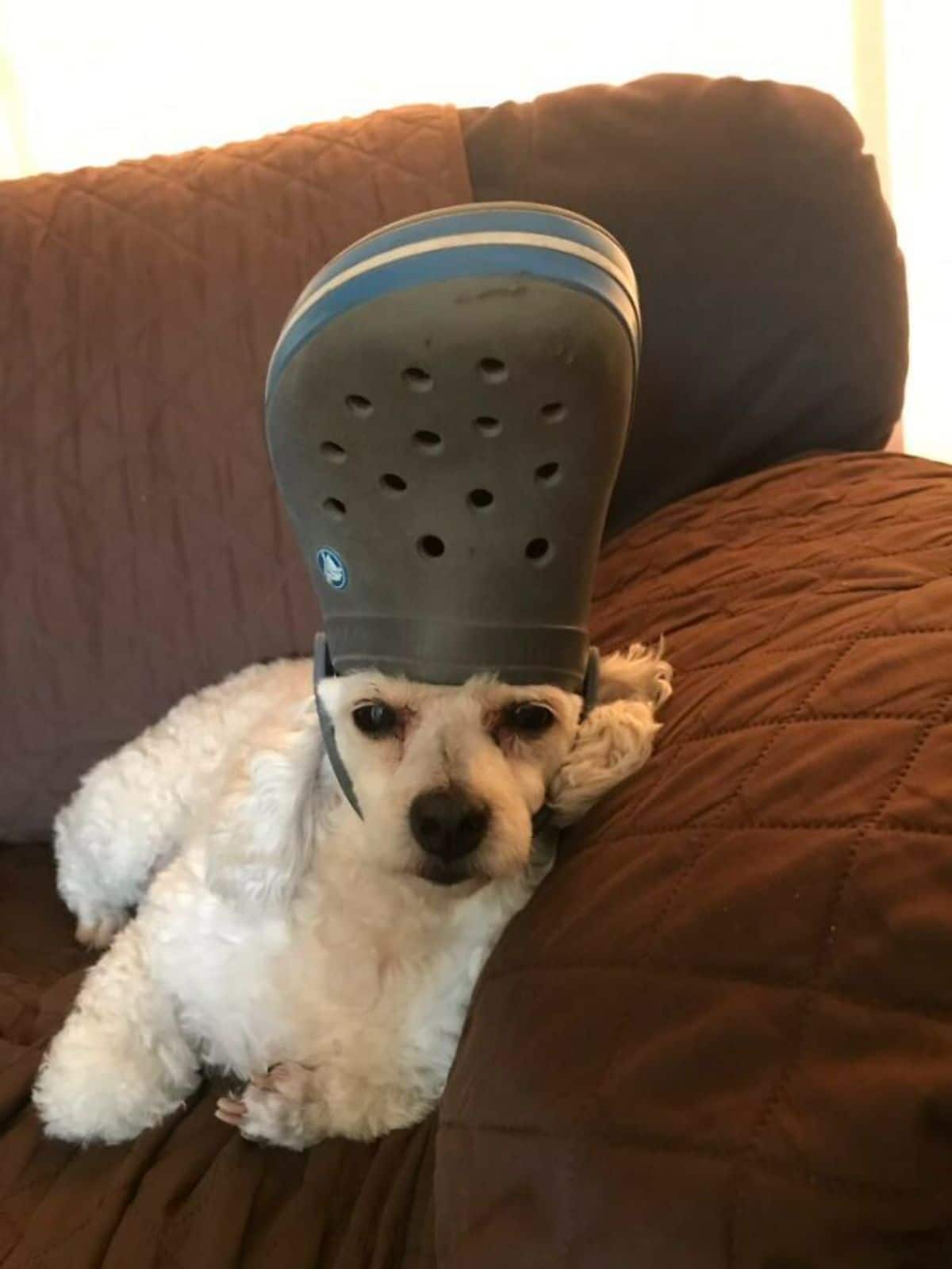white poodle laying on a brown bed wearing khaki crocs slipper on the head