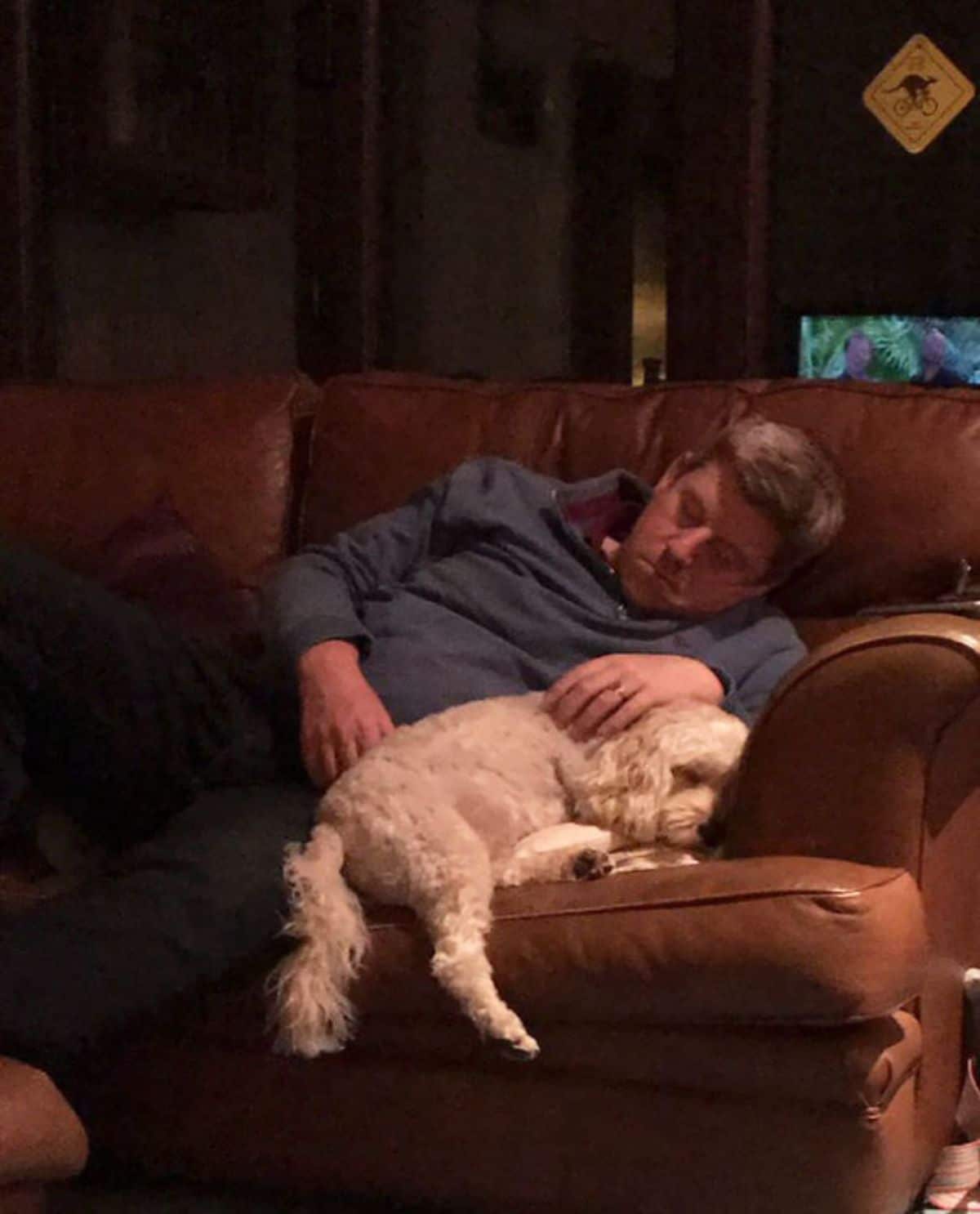 white poodle sleeping on a brown sofa with a man