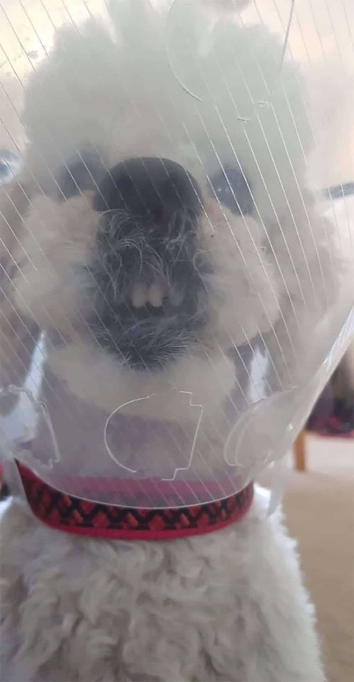 white poodle wearing a transparent cone of shame with the nose squished against the cone and showing the front teeth