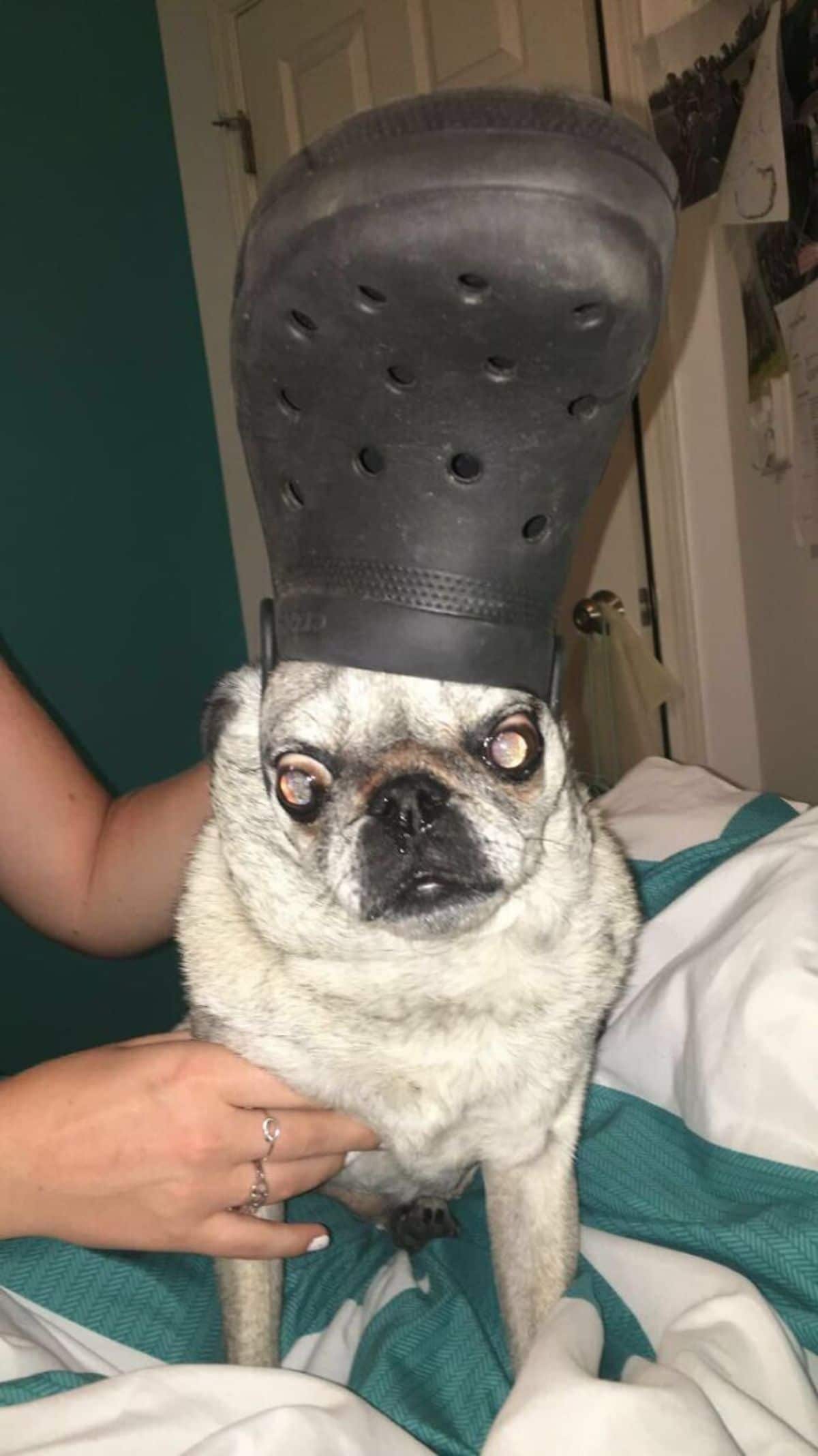 white pug on a bed wearing black crocs slipper on the head
