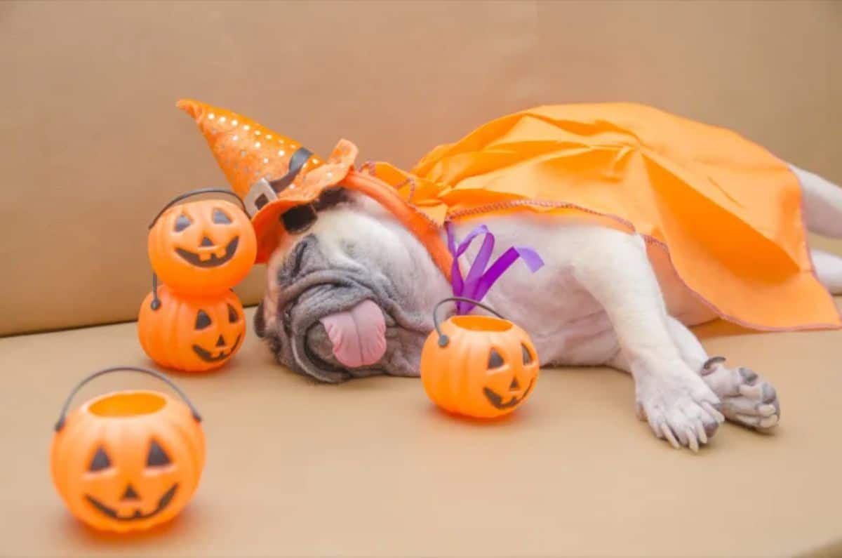 white pug sleeping with tongue sticking out and wearing an orange witch hat and orange cape with 4 jack o lantern buckets near the dog