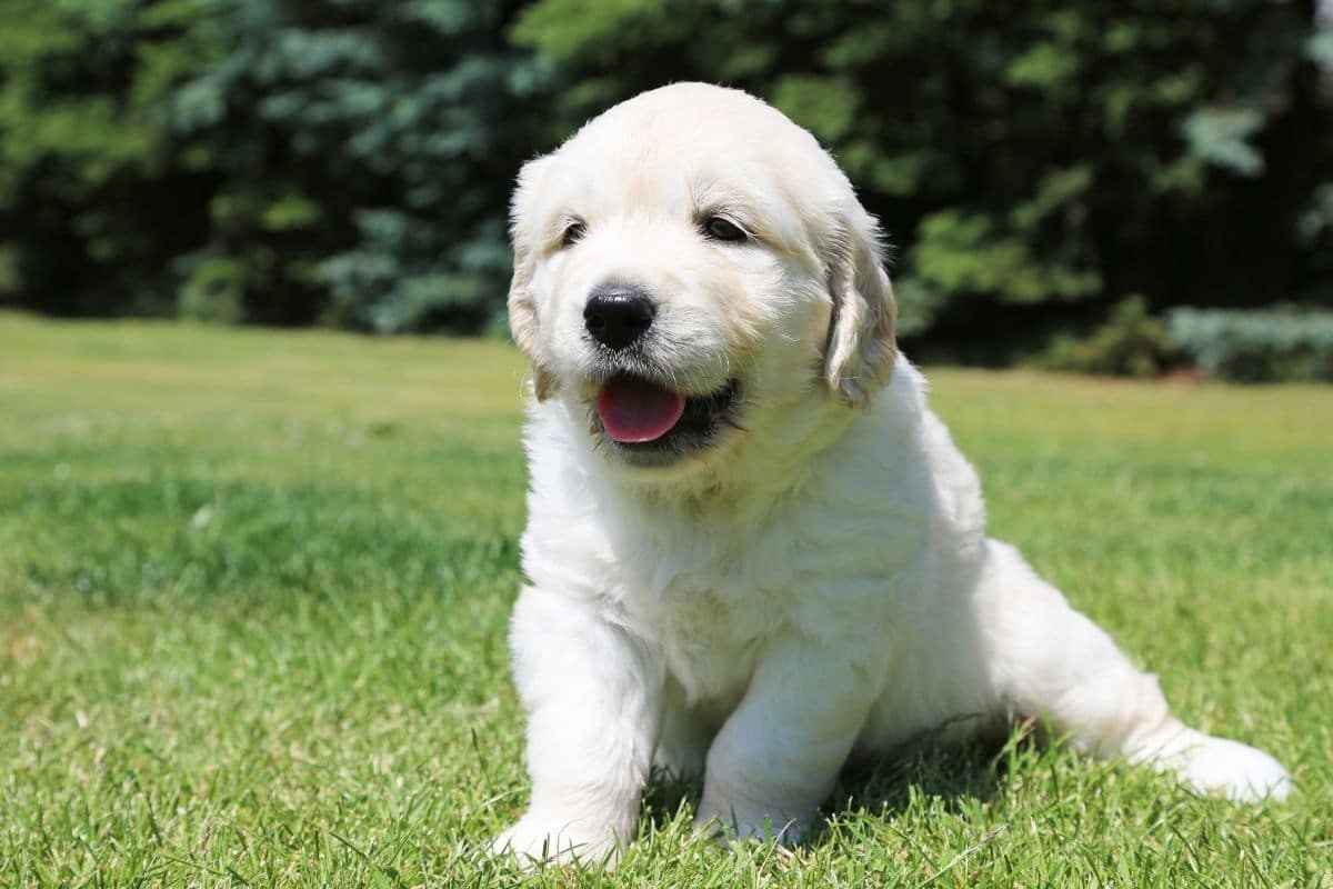 White labrador puppy lying on green grass