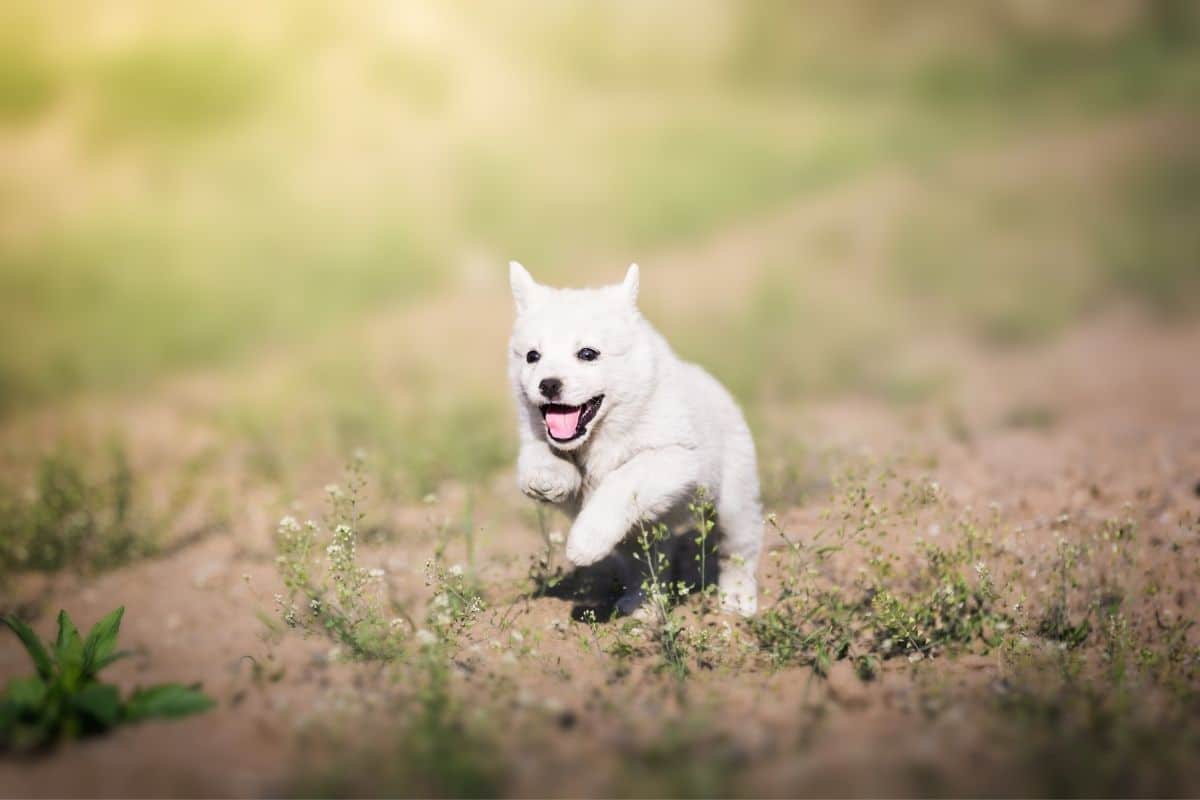Small white puppy running on field