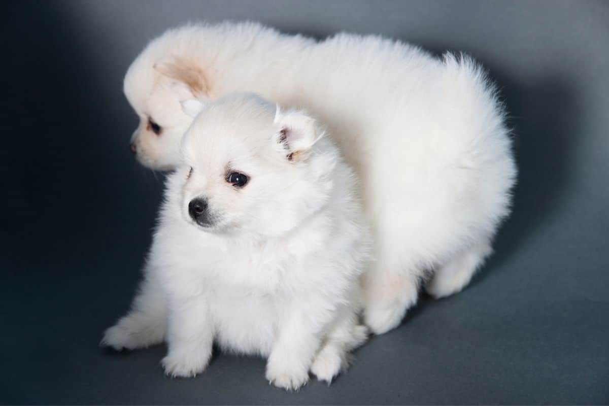 Two small fluffy white puppies on gray background