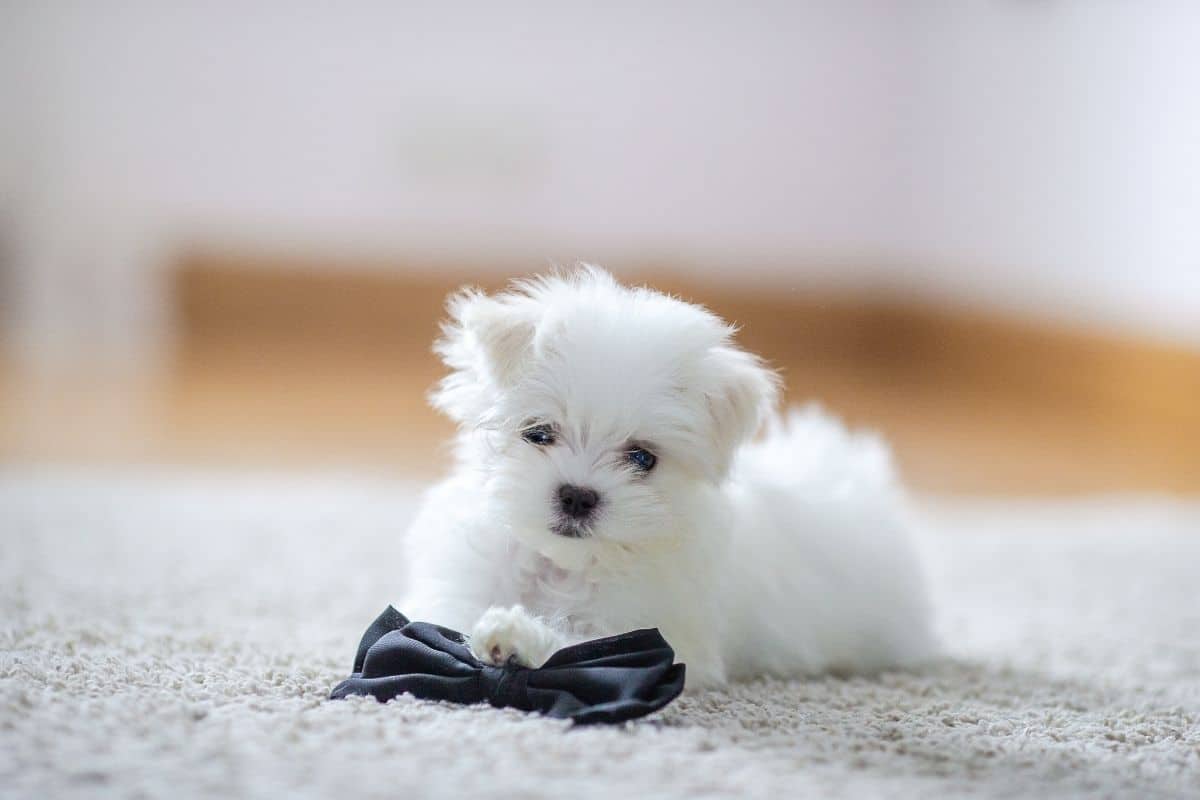 Small fluffy white puppy sitting on white carpet and touchg black bowtie