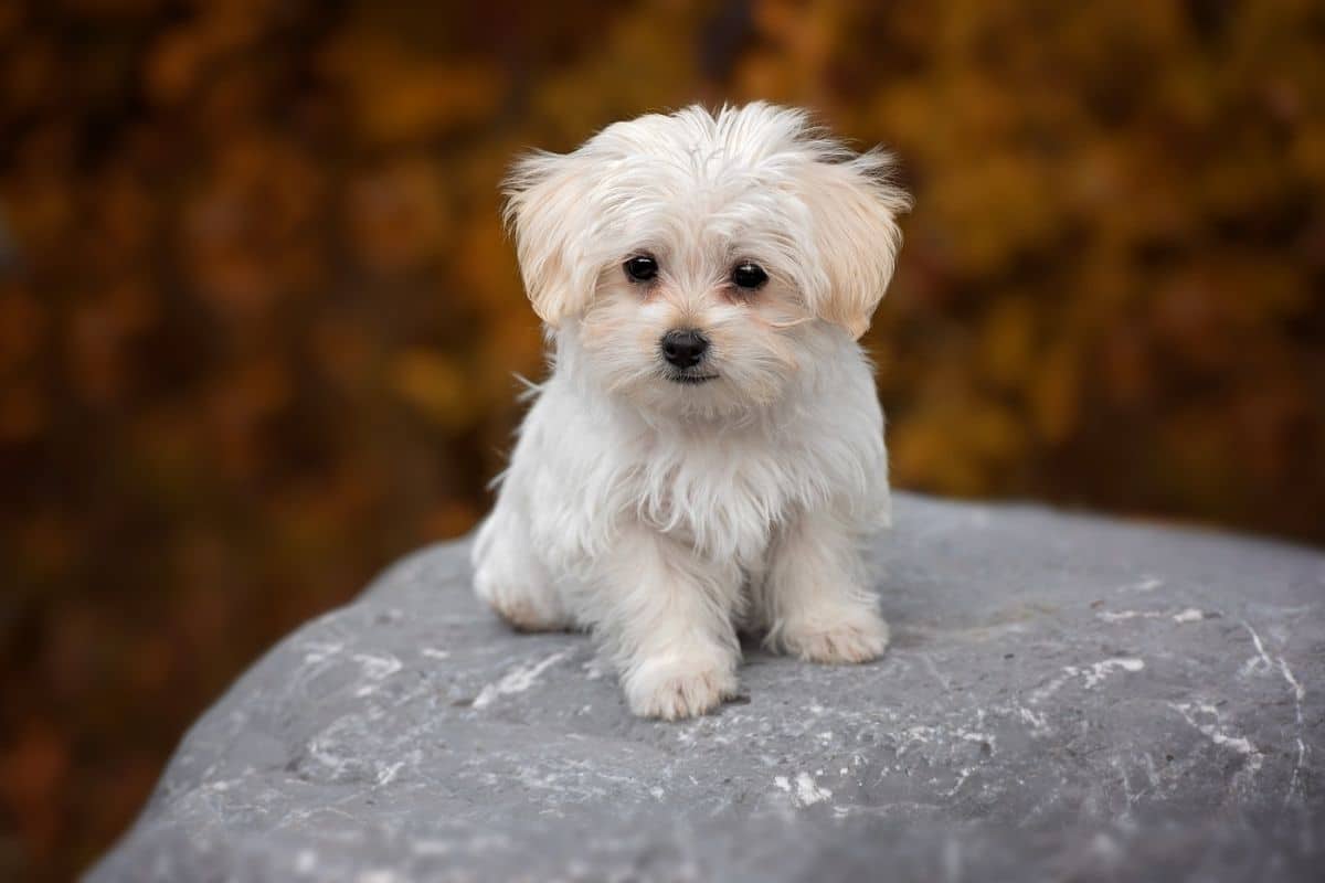 Fluffy small white puppy sitting on rock