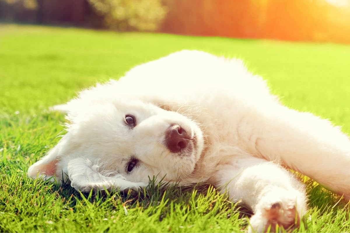 Fluffy white puppy lying on green grass on sunny day