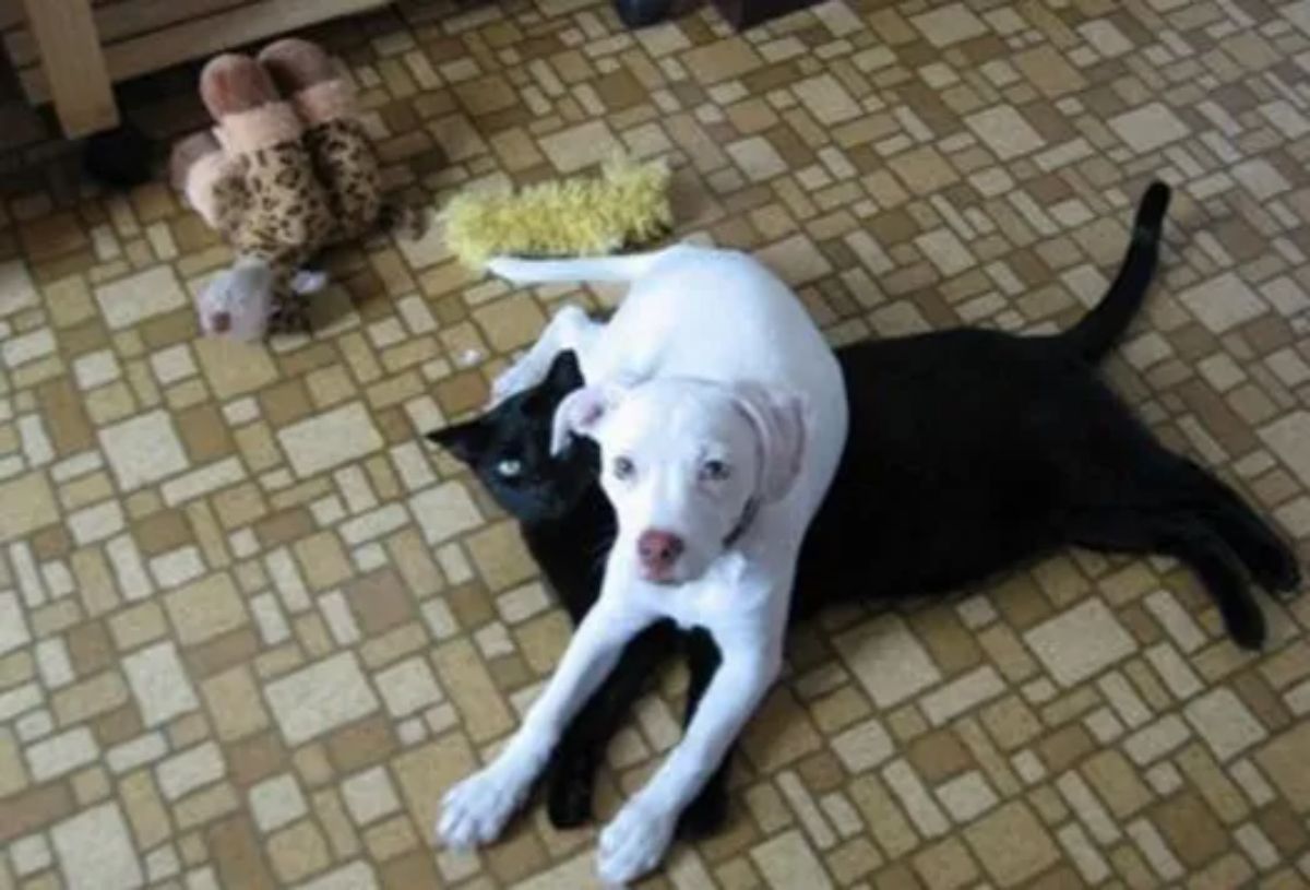 white puppy laying on a black cat