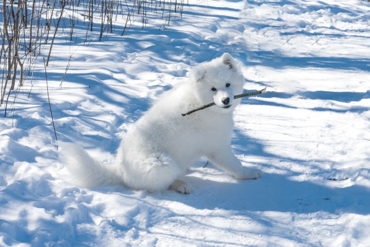 Fluffy white puppy with stick in mouth sitting on snow