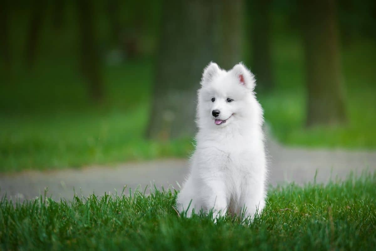 Fluffy white puppy sitting on green grass