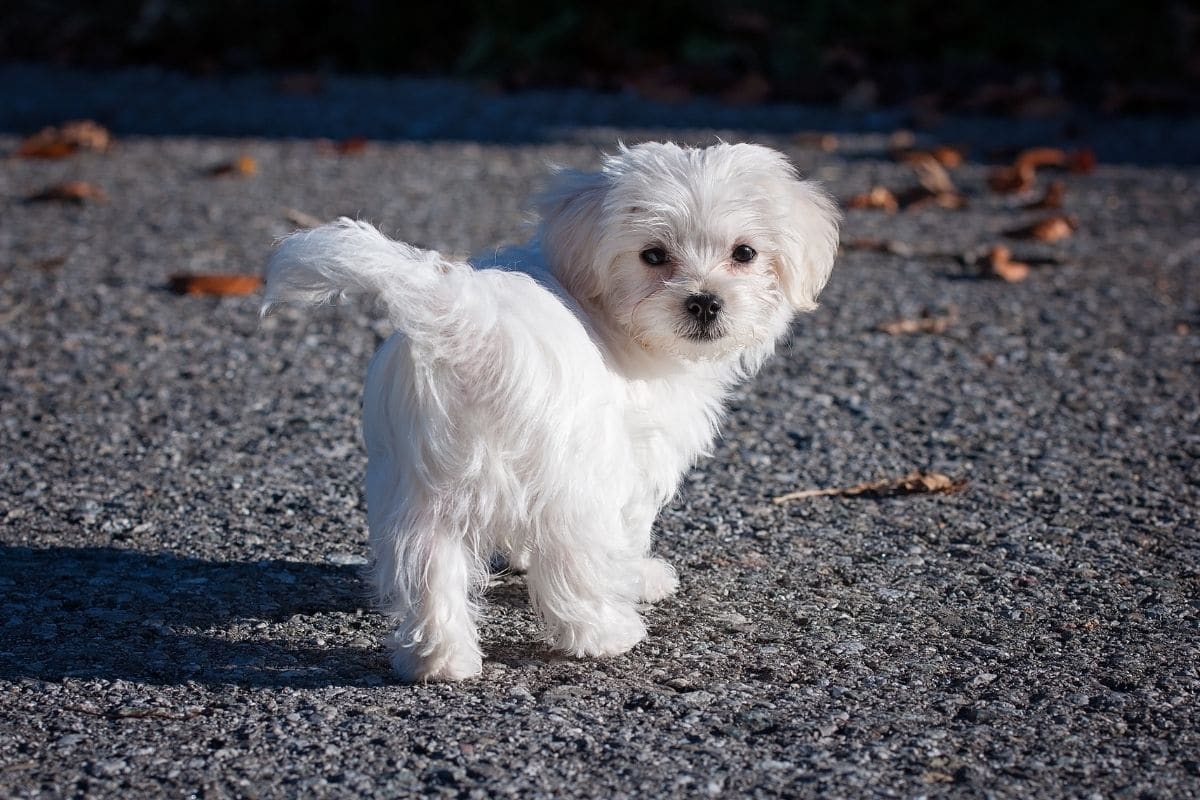 Small fluffy white puppy standing on road