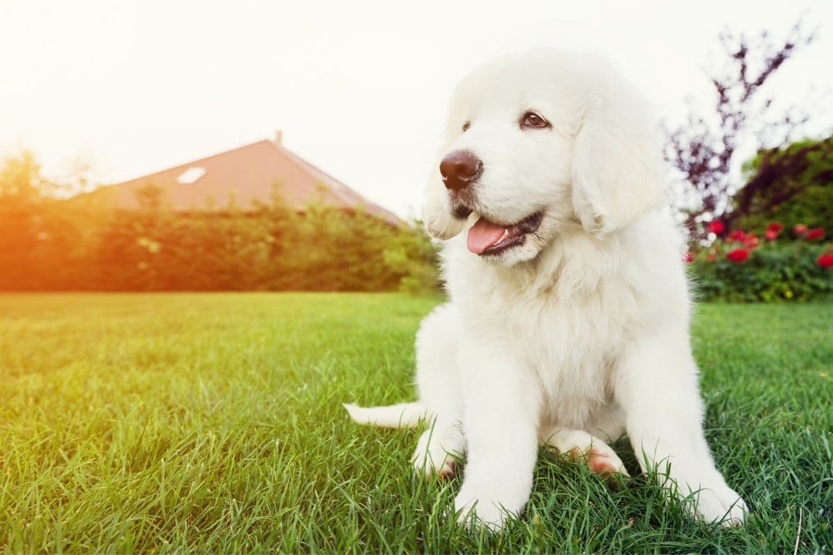 White fluffy puppy sitting on green grass on sunny day