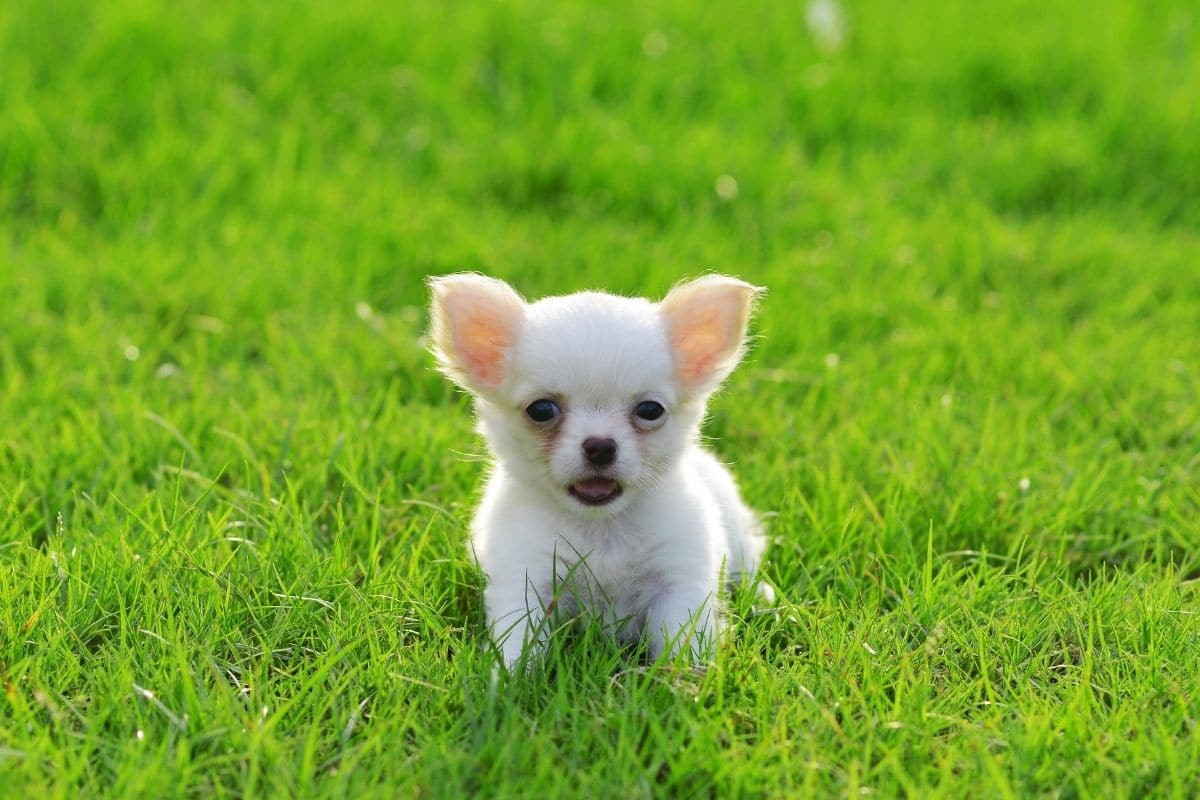 Tiny white puppy sitting on green grass
