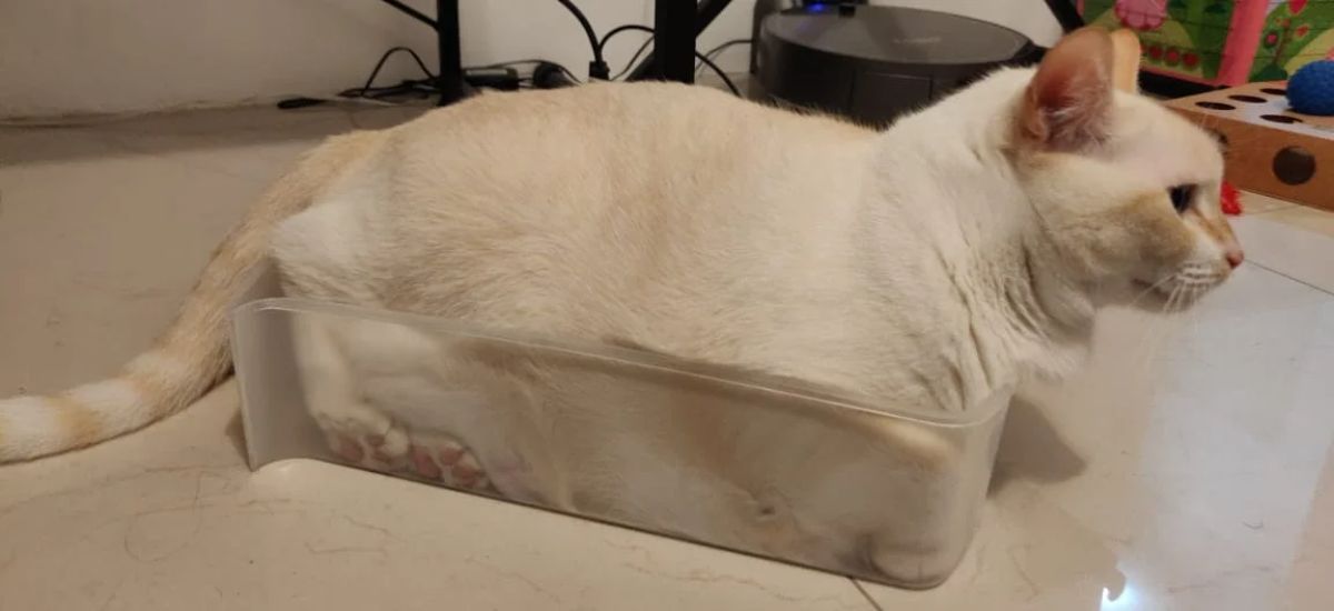 white siamese cat laying with the bottom part of the body inside a plastic tub