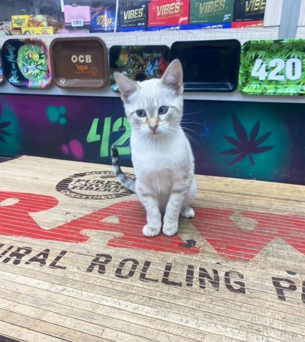 white siamese kitten sitting on a wooden box in a store