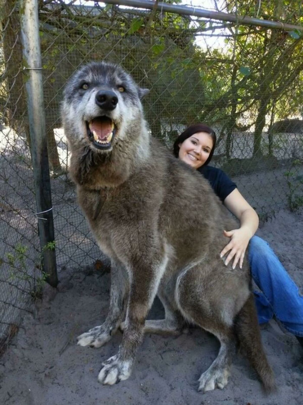 woman hugging large grey white and black wolfdog
