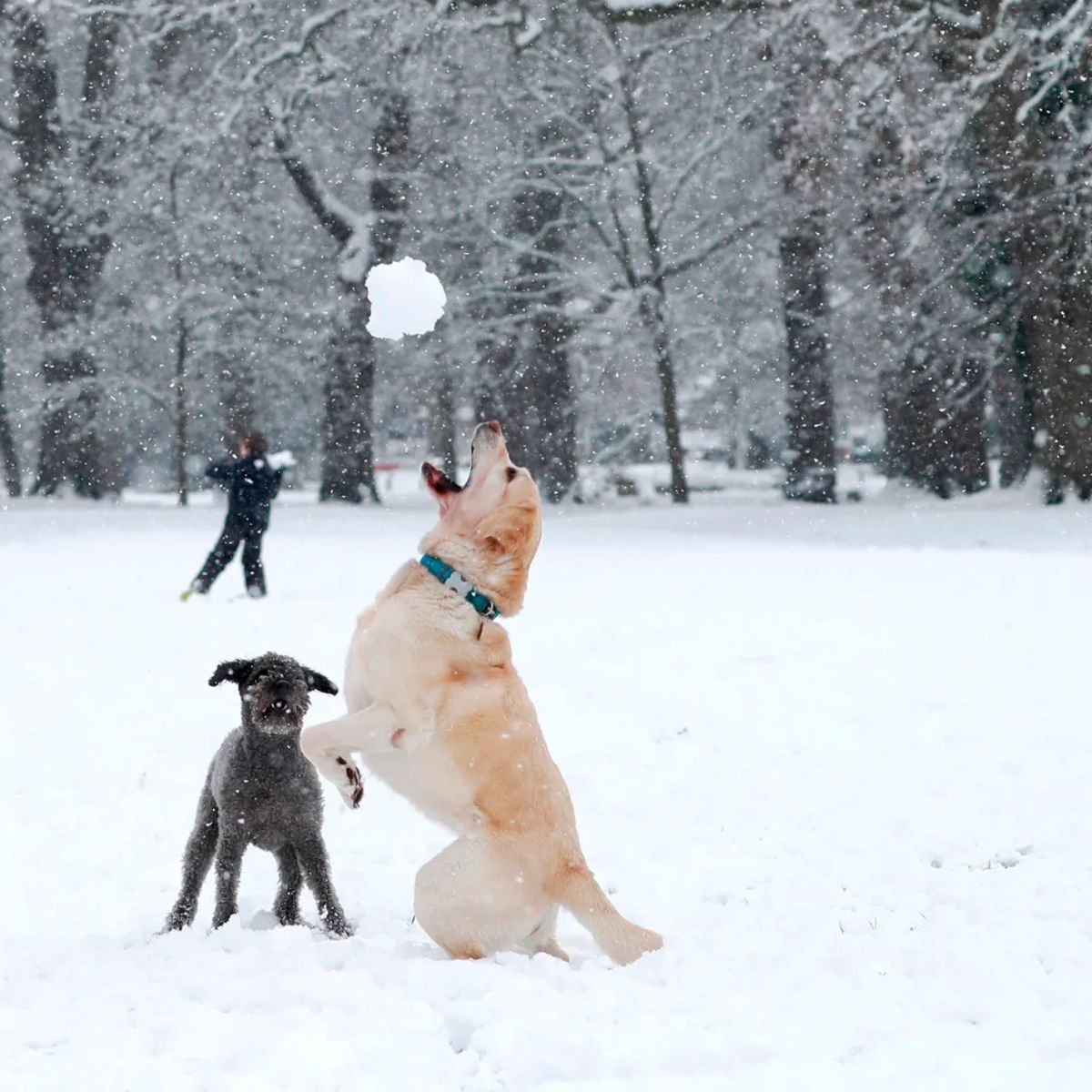 yellow labrador retriever jumping to catch a snowball with a smaller black dog next to it
