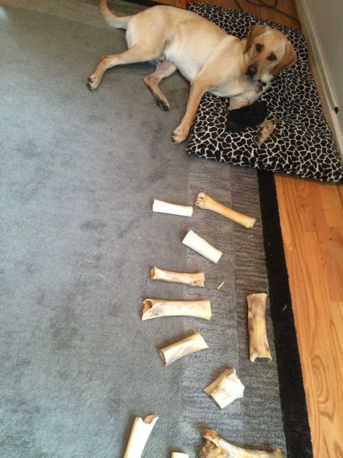 yellow labrador retriever laying half on a dog bed and half on the floor with a chewed shoe with lots of bones placed on the floor in front of the dog