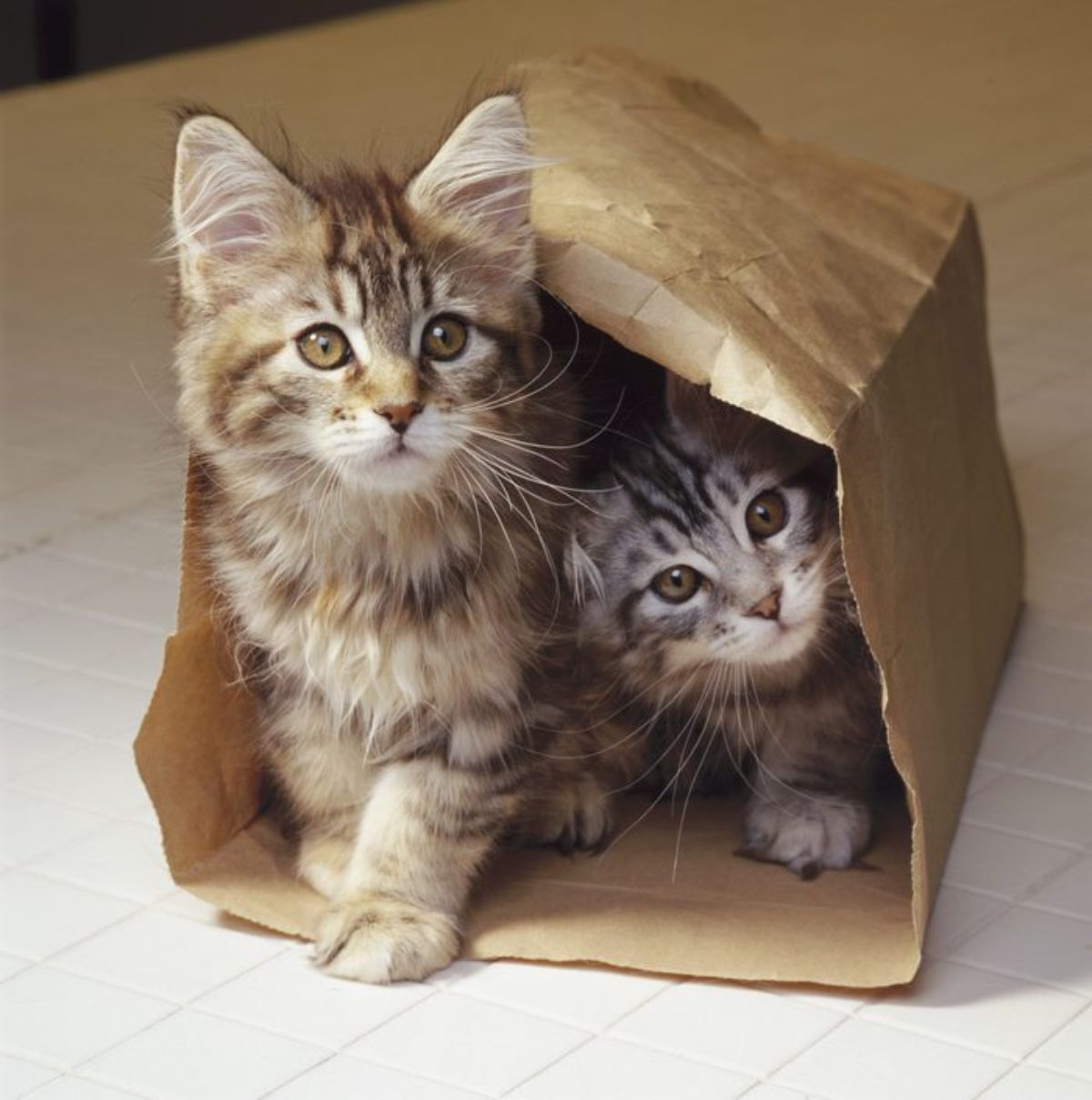 1 brown tabby kitten and 1 grey tabby kitten inside a brown paper bag