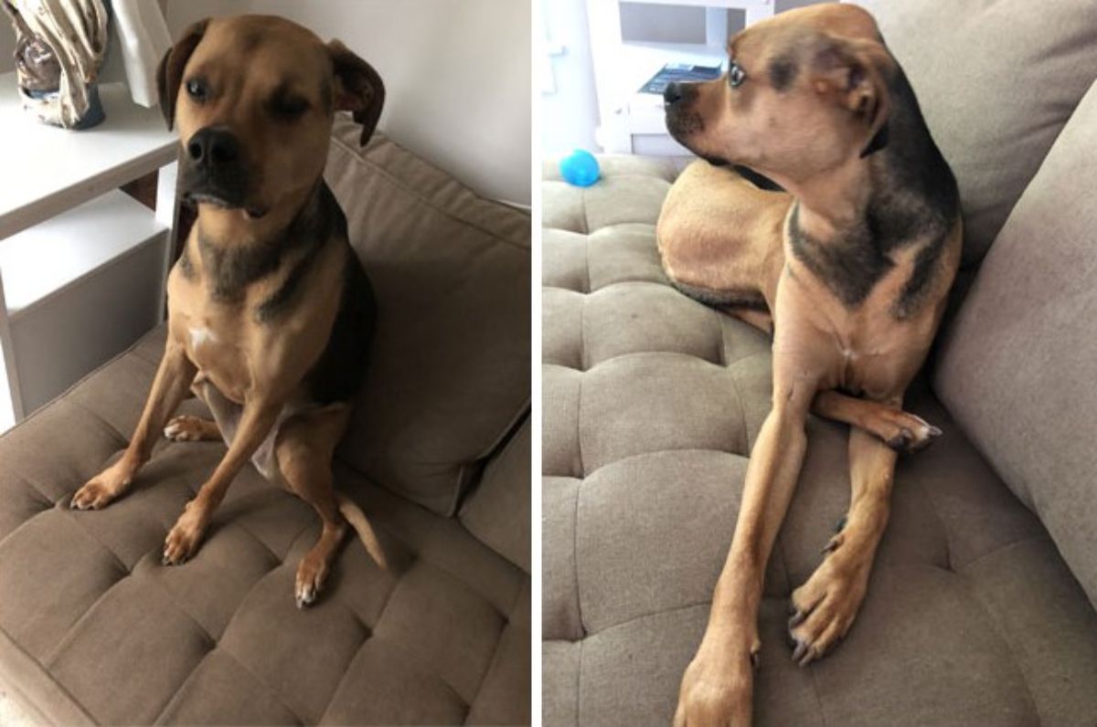 1 photo of a brown and black dog sitting on its haunches and 1 photo of the dog laying down with one back legs resting on the front leg