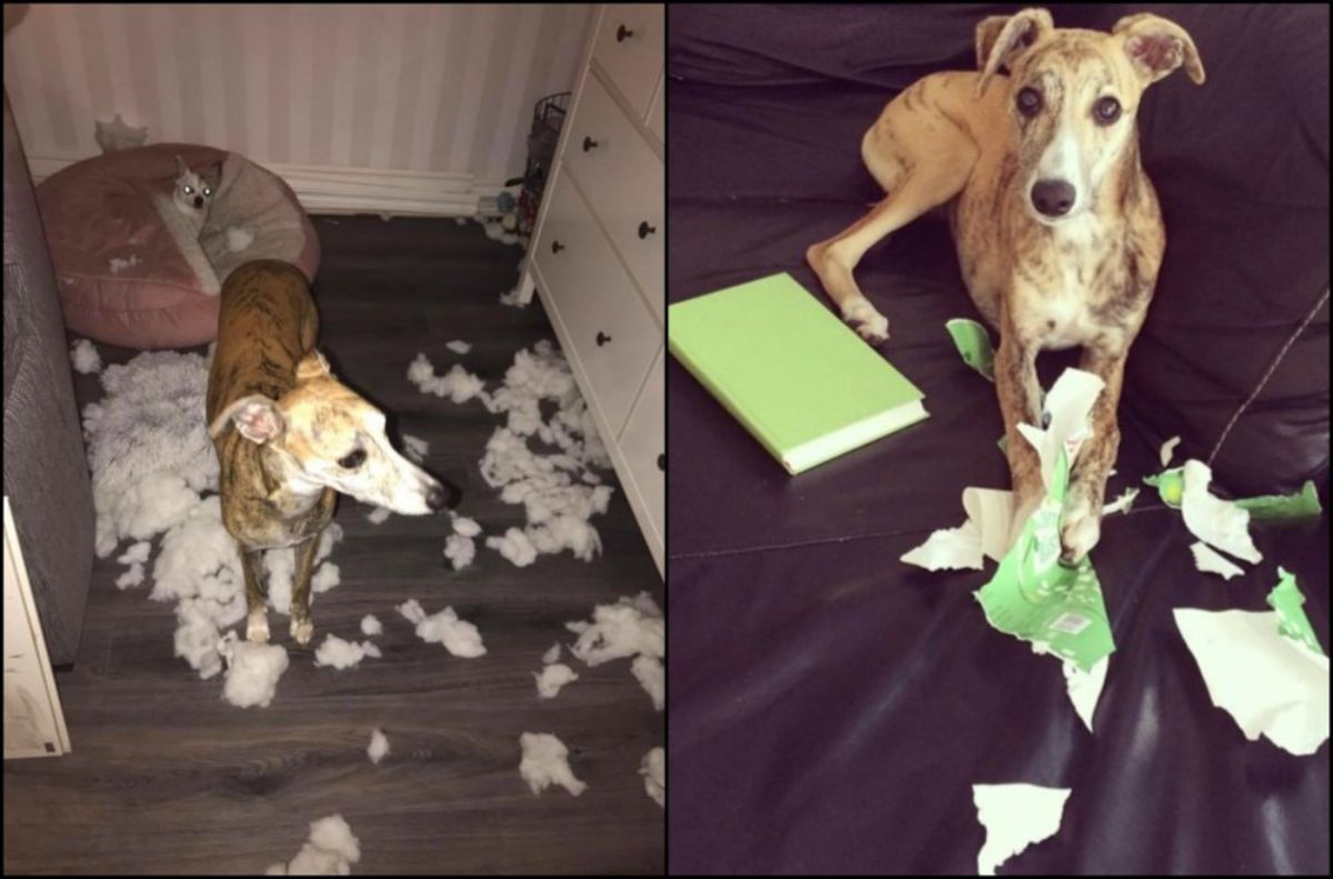 1 photo of a brown black and white dog with a ripped up dog bed and 1 photo of the same dog next to a ripped up green book