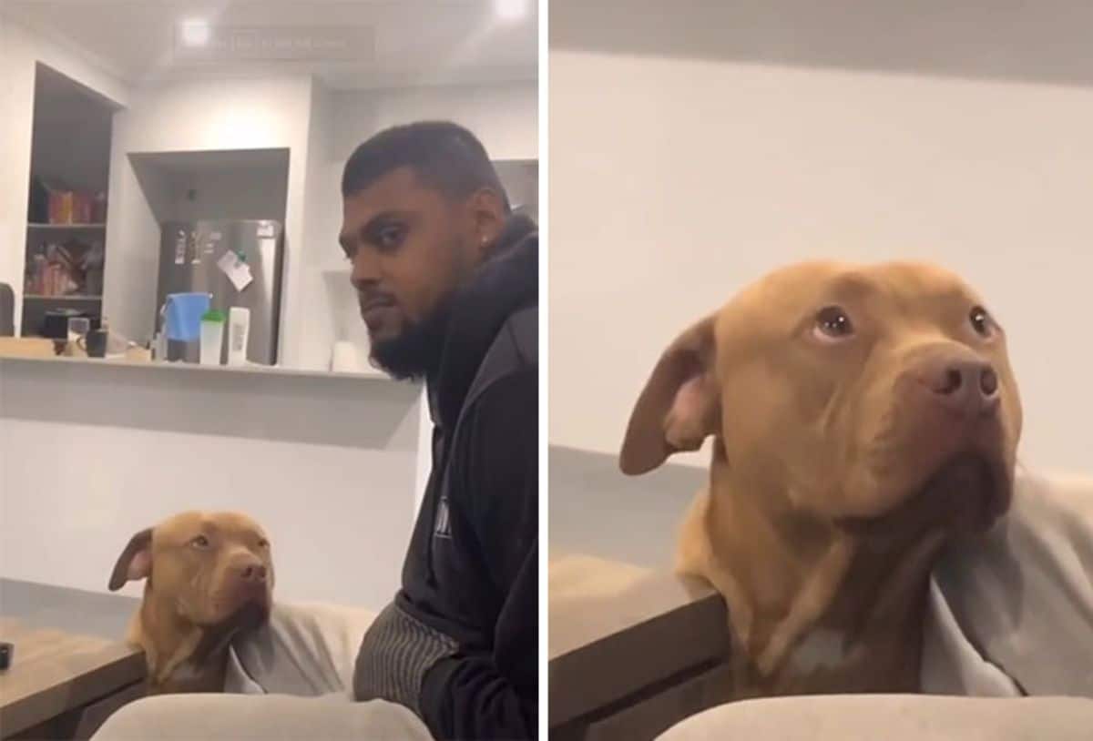 1 photo of a brown pitbull looking up lovingly at a man and 1 photo of a close up of the dog's face