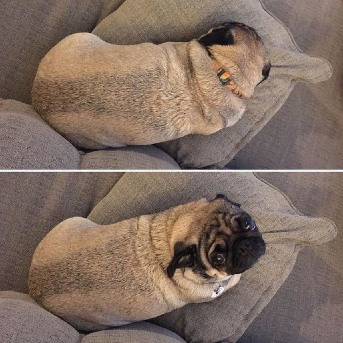 1 photo of a brown pug laying on a brown sofa and 1 photo of the pug looking up