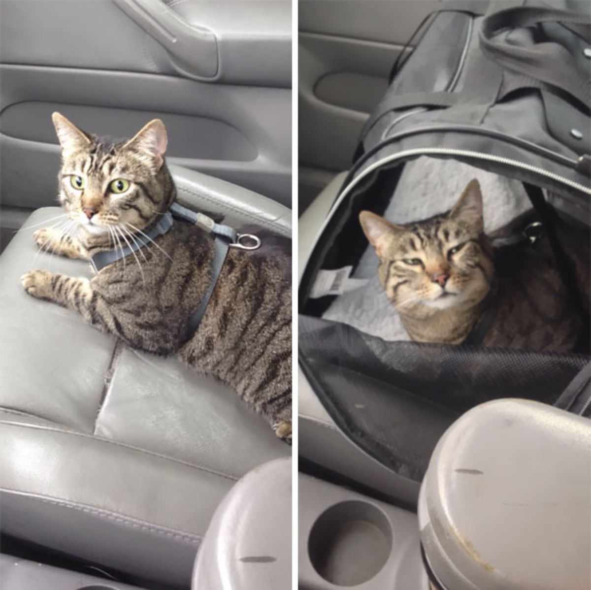 1 photo of a brown tabby on a car seat and 1 photo of the same cat in a carrier bag looking angry