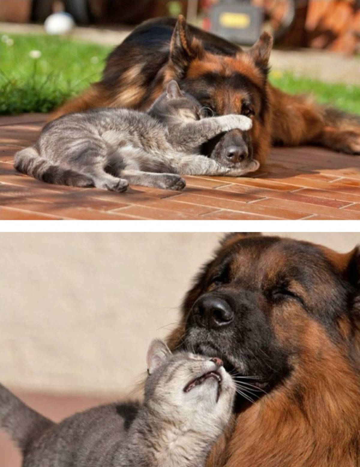 1 photo of a grey tabby cat holding a german shepherd's nose and 1 photo of the cat nuzzling the dog's chin
