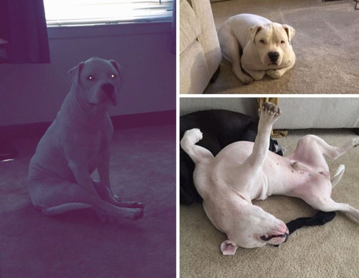 1 photo of a white pitbull sitting on its haunches, 1 photo of it sitting like a cat and 1 photo of it laying belly up with one leg stretched up