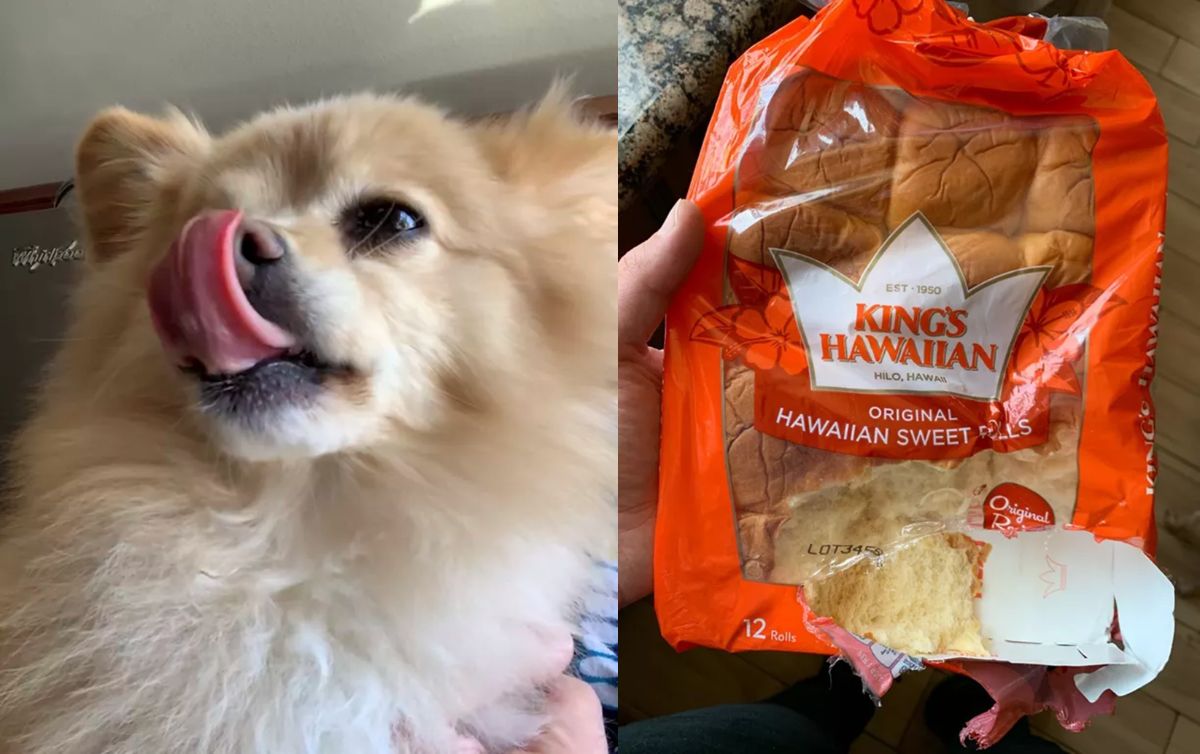 1 photo of fluffy brown and white pomeranian licking its nose and 1 photo of packet of hawaiian sweet rolls with a side ripped