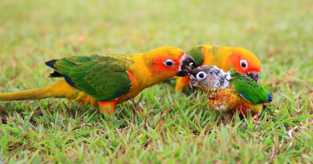 2 adult green orange and black prarrots with a baby orange green white and black parrot