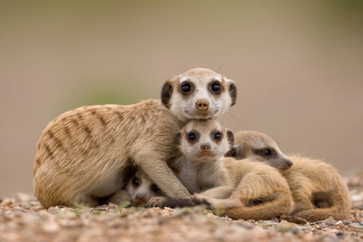 2 baby meerkats being cuddled by an adult meerkat