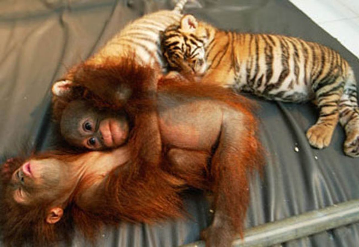 2 baby orangutans cuddling with 2 baby tiger cubs