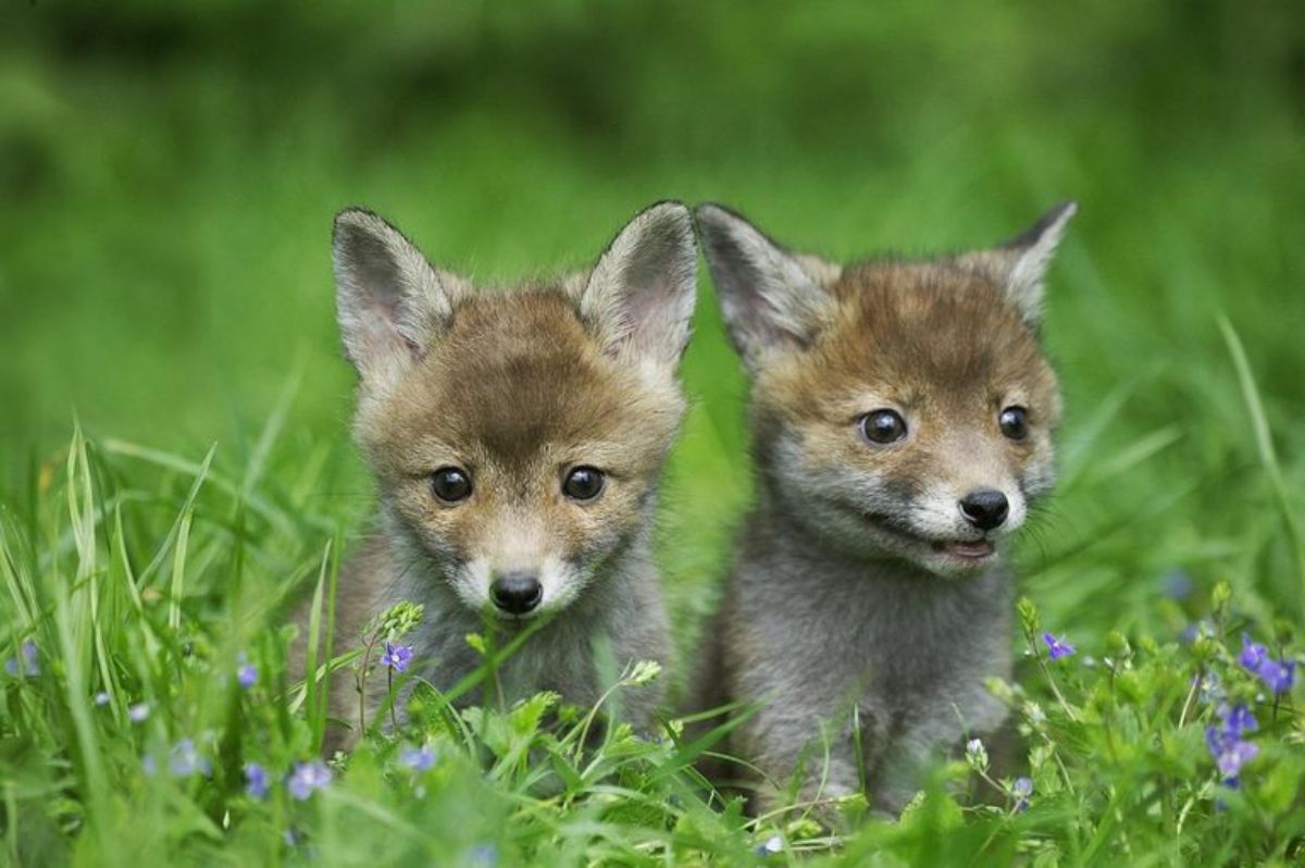 2 baby red foxes laying on grass