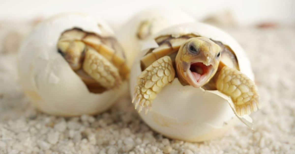 2 baby turtles hatching from eggs