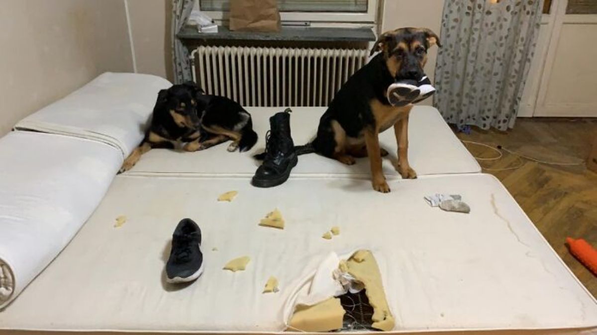 2 black and brown dogs on a white bed with part of the mattress ripped up and some shoes on it with one dog holding a shoe in the mouth