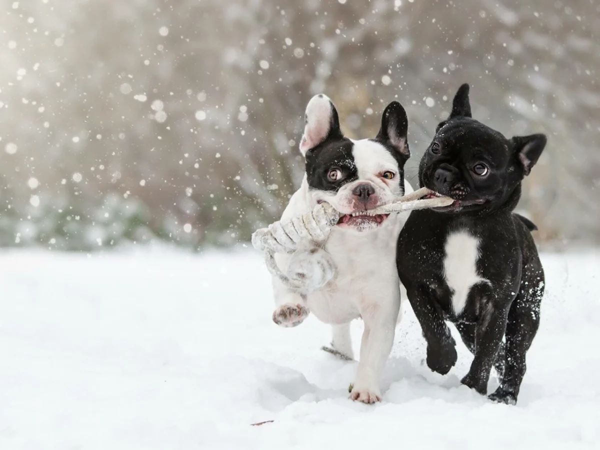 2 black and white french bulldogs holding a rope toy together in their mouths and running in snow