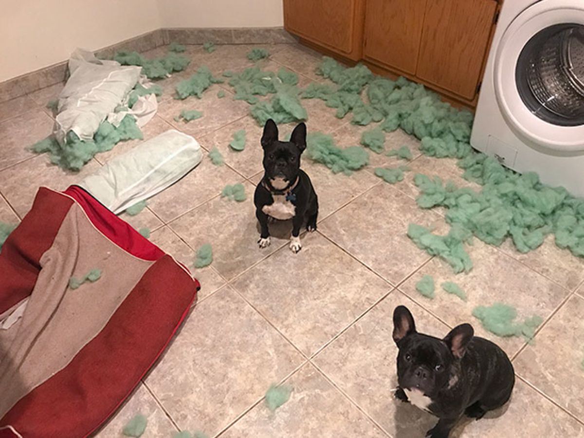 2 black and white french bulldogs sitting amid a ripped up dog bed