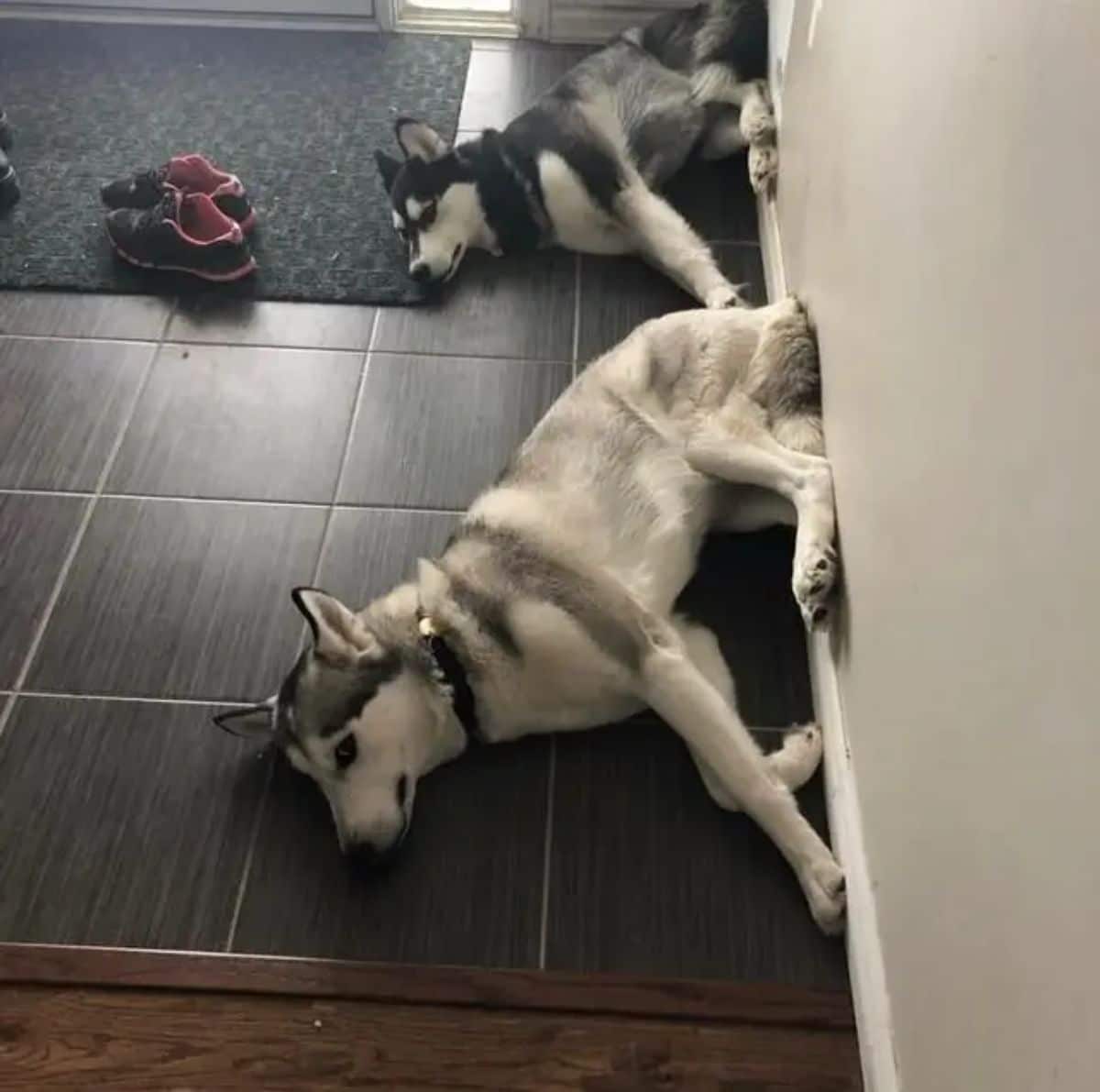 2 black and white huskies laying on the floor with their feet on the wall