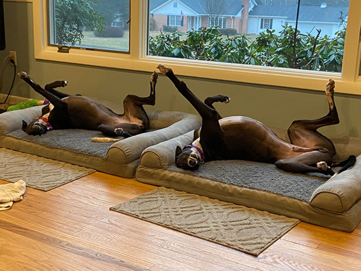 2 black and white whippets laying on grey dog bed by some windows with both having one front leg stretched up