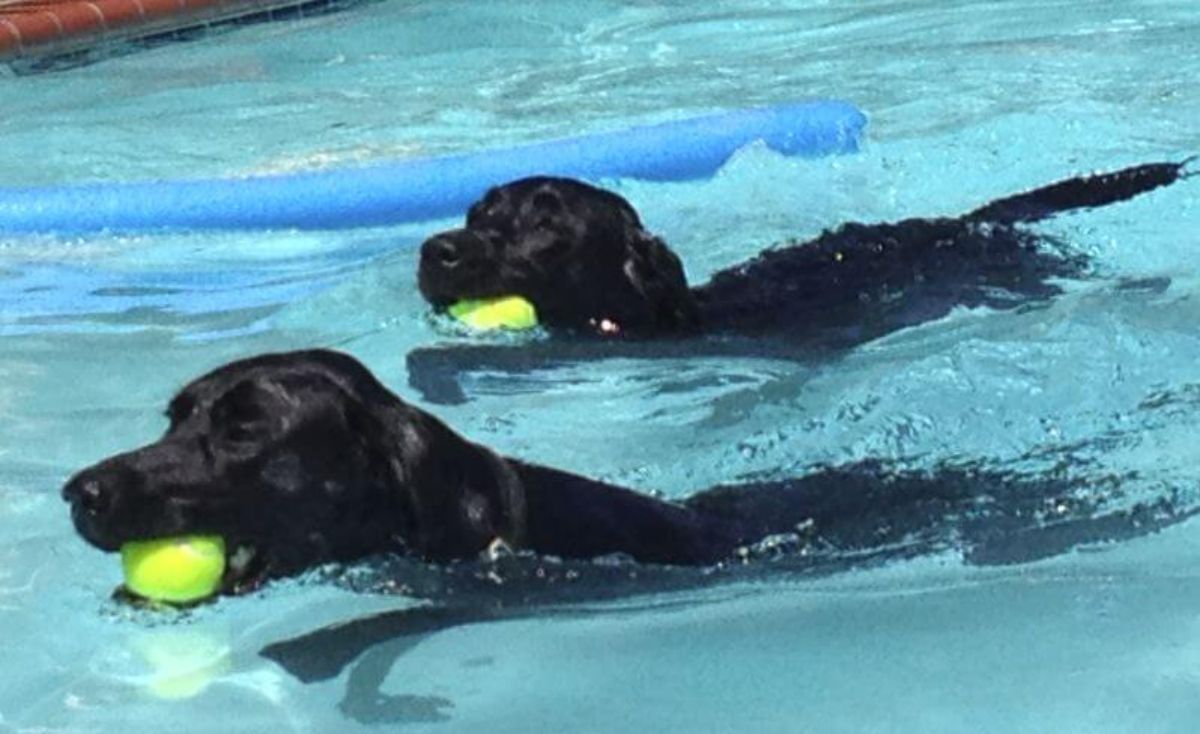 2 black labrador retrievers holding white balls in their mouths and swimming in a pool