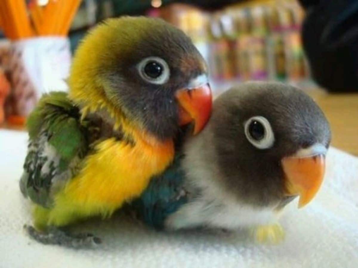 2 black white orange and green baby parrots sitting together