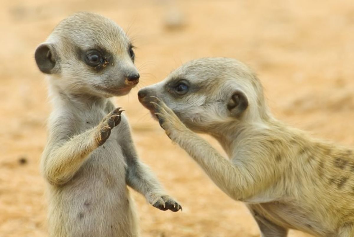 2 brown and black baby meerkats