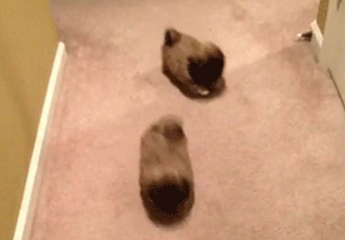 2 brown and black puppies running on brown carpet