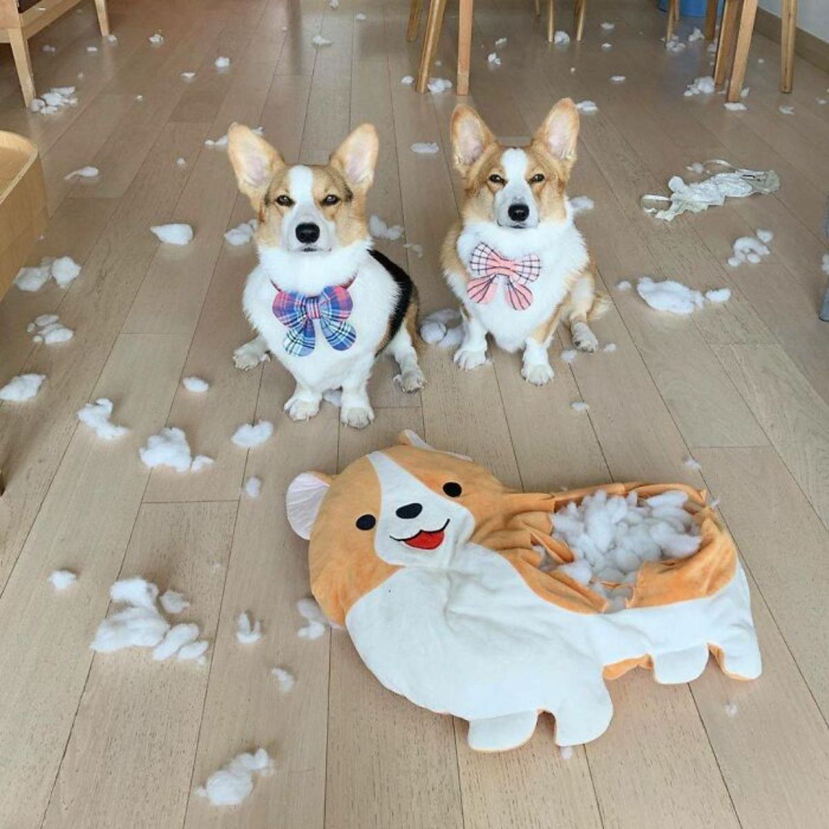 2 brown and white corgis sitting in front of a ripped up brown and white corgi toy