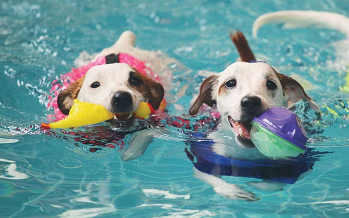 2 brown and white dog holding balls and swimming