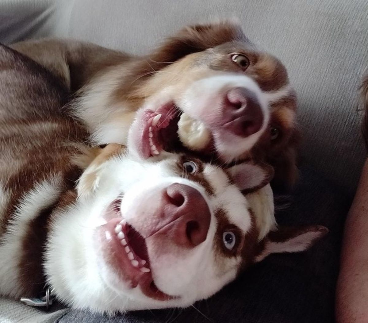 2 brown and white huskies with one on top of the other